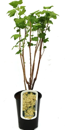 Beerenobst Johannisbeere 3 L Container