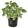 Beet- und Balkonpflanzen Weihrauch Plectranthus H ca. 20 cm 10,5 cm Topf
