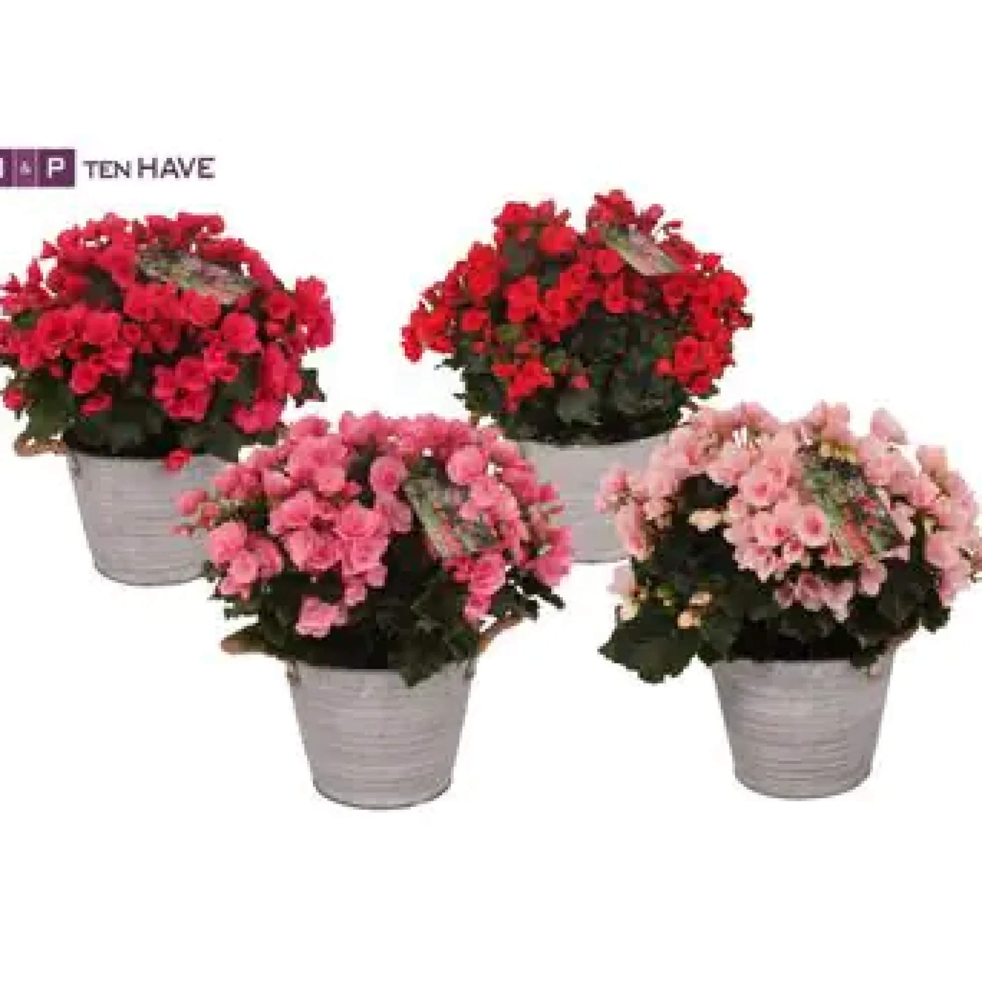 Begonia Begonie Betulia 19 cm im Zinktopf