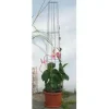 Bellissa Ranksäule Aktion 130cm 130 cm hoch