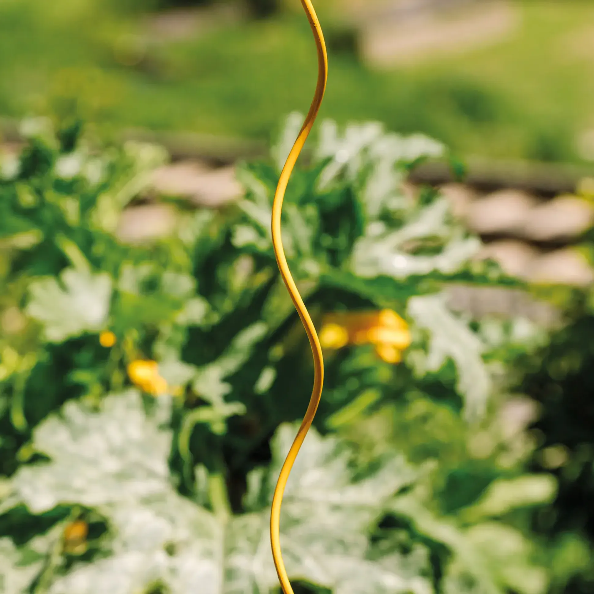 Bellissa Tomatenspirale COLORATA 110, 4 x 4 x 110 cm, honig