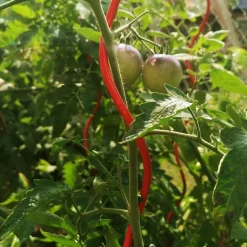 Bellissa Tomatenspirale COLORATA 110, 4 x 4 x 110 cm, rot