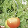 Bellissa Tomatenspiralstab verzinkt 200 cm