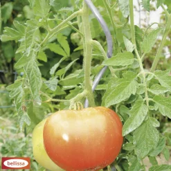 Bellissa Tomatenspiralstab verzinkt 200 cm