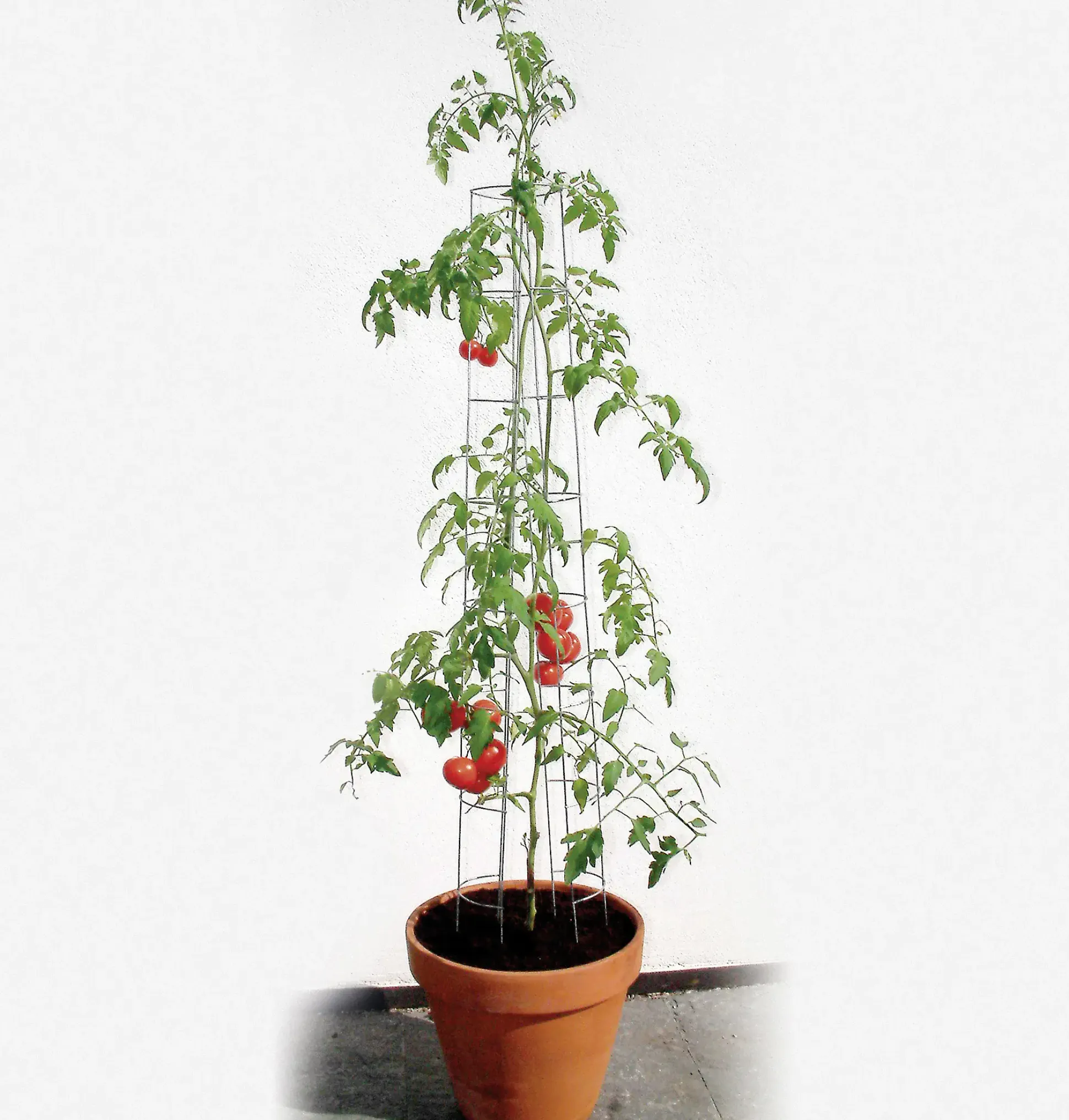 Bellissa Tomatenturm 180cm 180 cm hoch