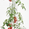 Bellissa Tomatenturm 120cm 120 cm hoch