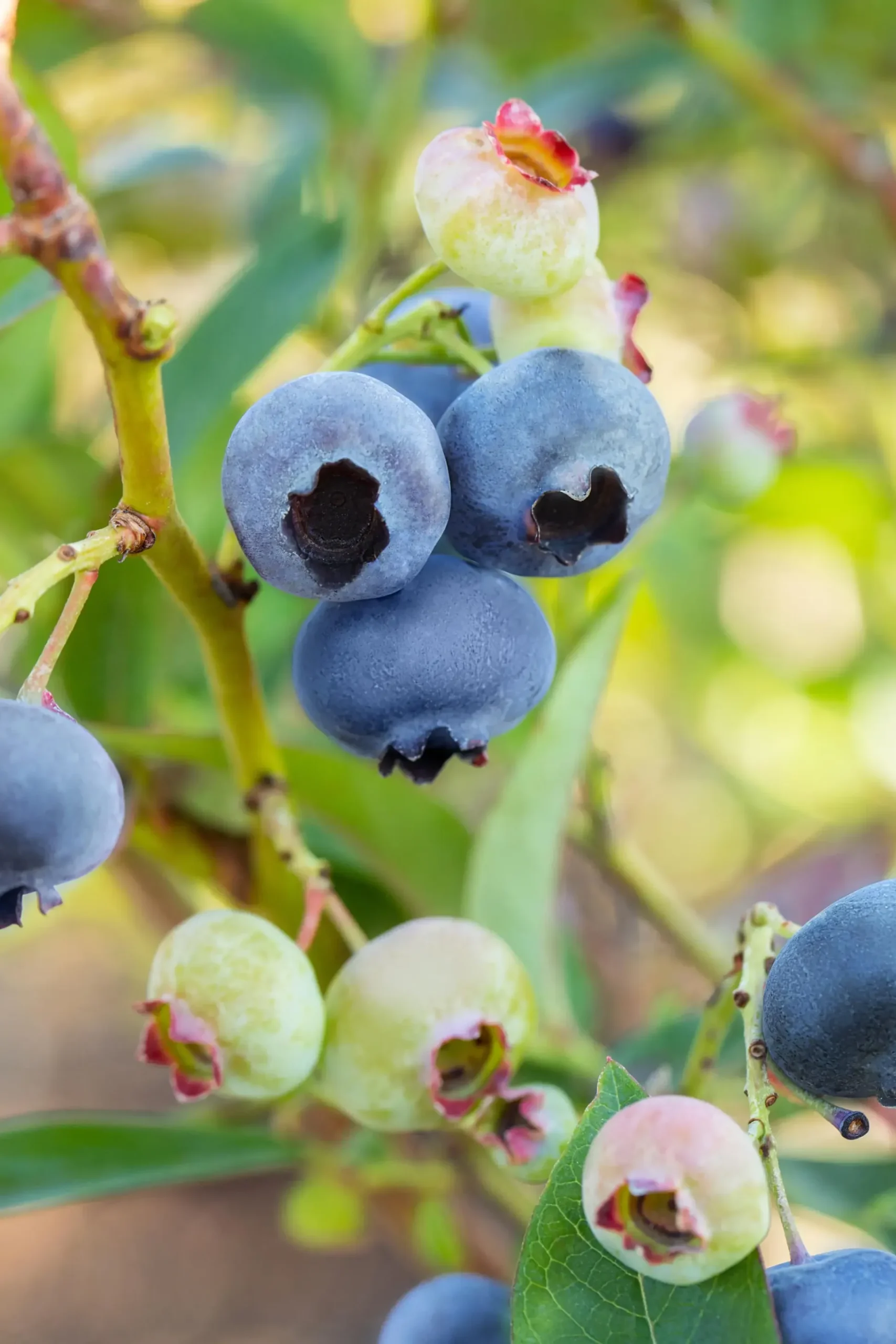 Bio Beerenobst Blaubeere Vaccinium in Sorten blau 2 L Container, 30 - 40 cm hoch