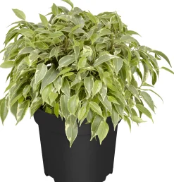 Birkenfeige Ficus Benjamina H 25 - 30 cm 12 cm Topf