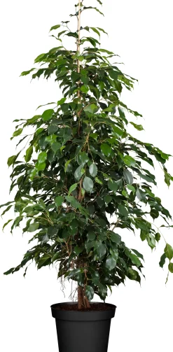 Birkenfeige Ficus Benjamina H ca. 95 cm 21 cm Topf