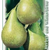 Birnenbaum Conference 7,5 L Container