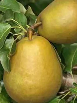 Birnenbaum Gellerts Butterbirne 7,5 L Container