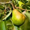 Birnenbaum Williams Christbirne 7,5 L Container