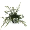 B&L Grüner Zwergwacholder 'Repanda' 2 L Container