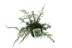 B&L Grüner Zwergwacholder 'Repanda' 2 L Container