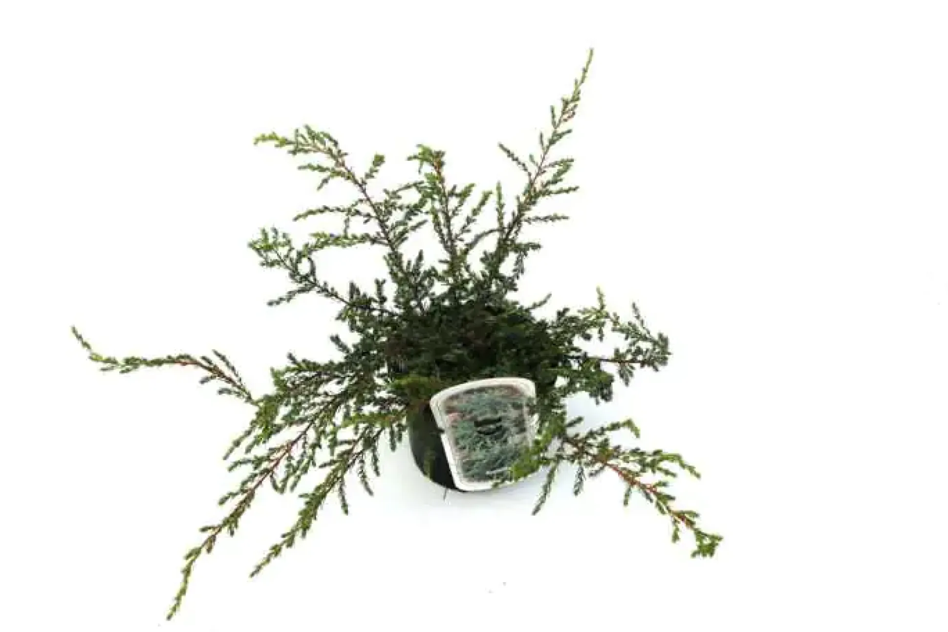 B&L Grüner Zwergwacholder 'Repanda' 2 L Container