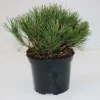 B&L Krummholz-Kiefer 20-25 cm hoch 2 L Container