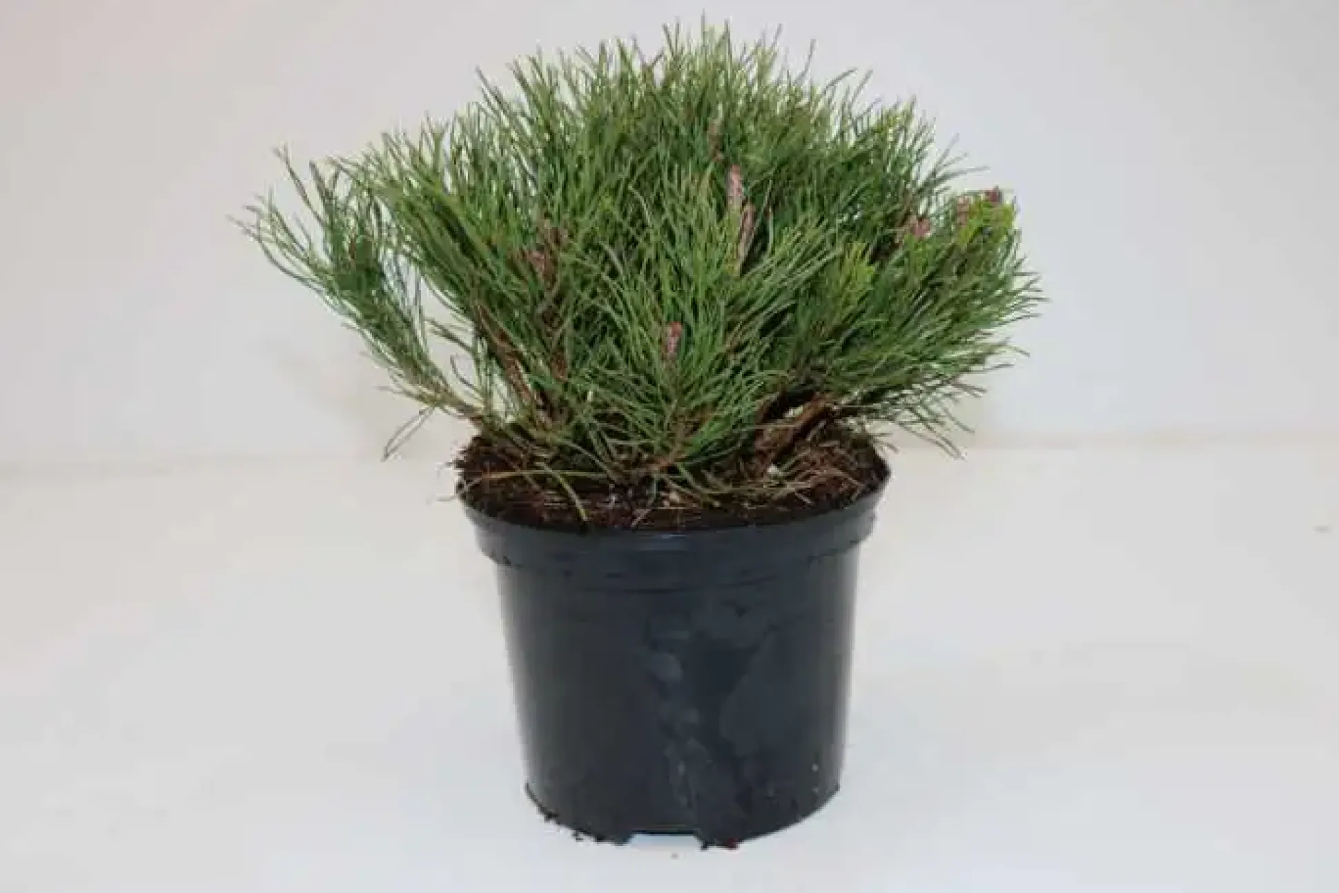 B&L Krummholz-Kiefer 20-25 cm hoch 2 L Container