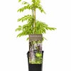 Blauregen Wisteria Alba H ca 40 cm 2 L Eckcontainer