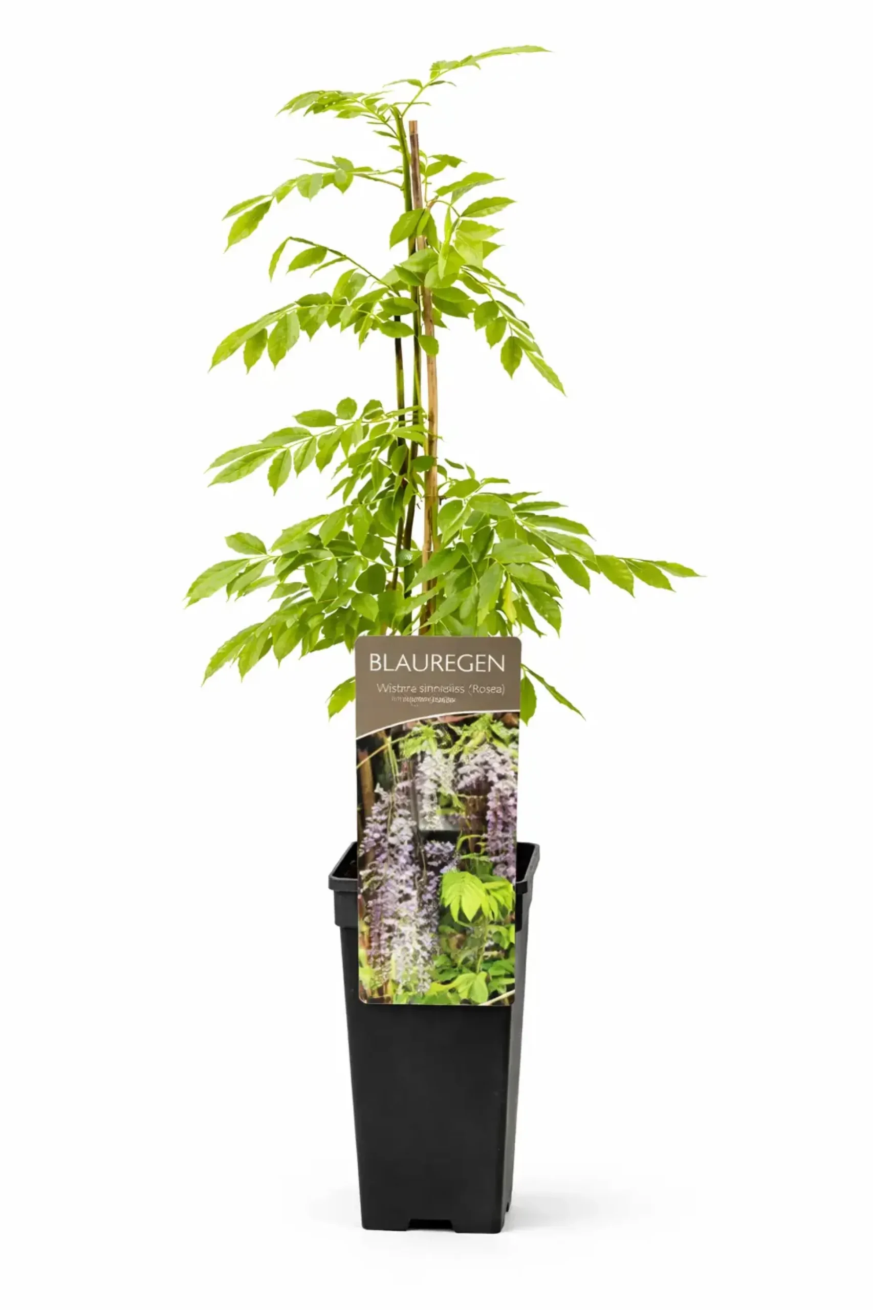 Blauregen Wisteria Alba H ca 40 cm 2 L Eckcontainer