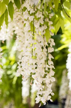 Blauregen Wisteria Alba H ca 40 cm 2 L Eckcontainer