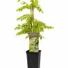 Blauregen Wisteria Rosea H ca 40 cm 2l Eckcontainer