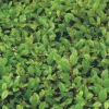 Bodendeckerpflanzen Kriechmispel Cotoneaster dammeri radicans 13c m Topf