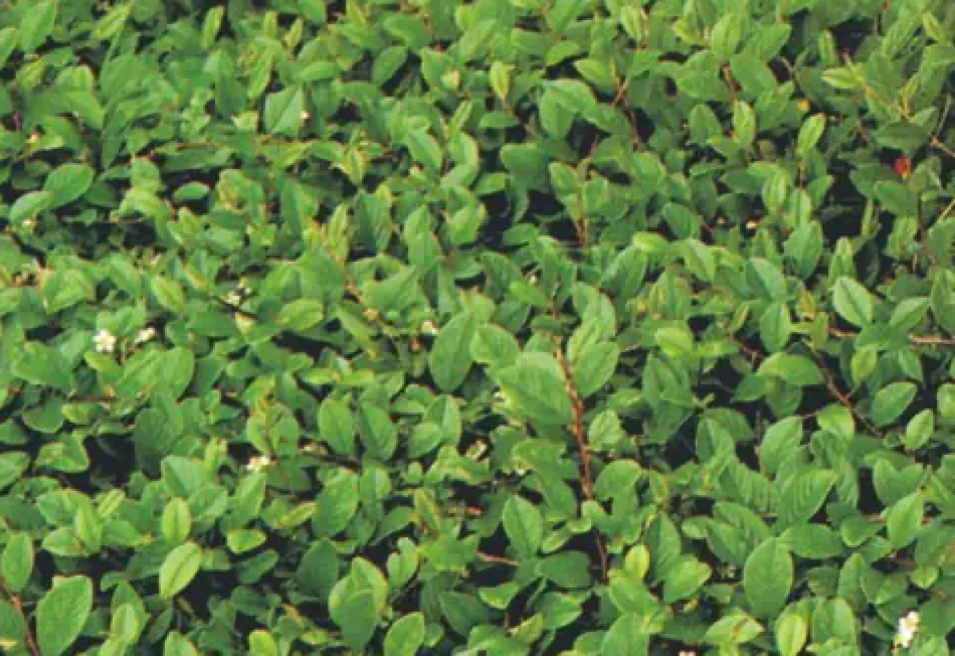 Bodendeckerpflanzen Kriechmispel Cotoneaster dammeri radicans 13c m Topf
