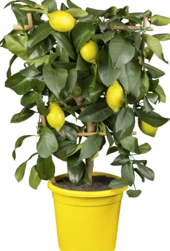 Citruspflanzen H ca 40 cm 15 cm Topf