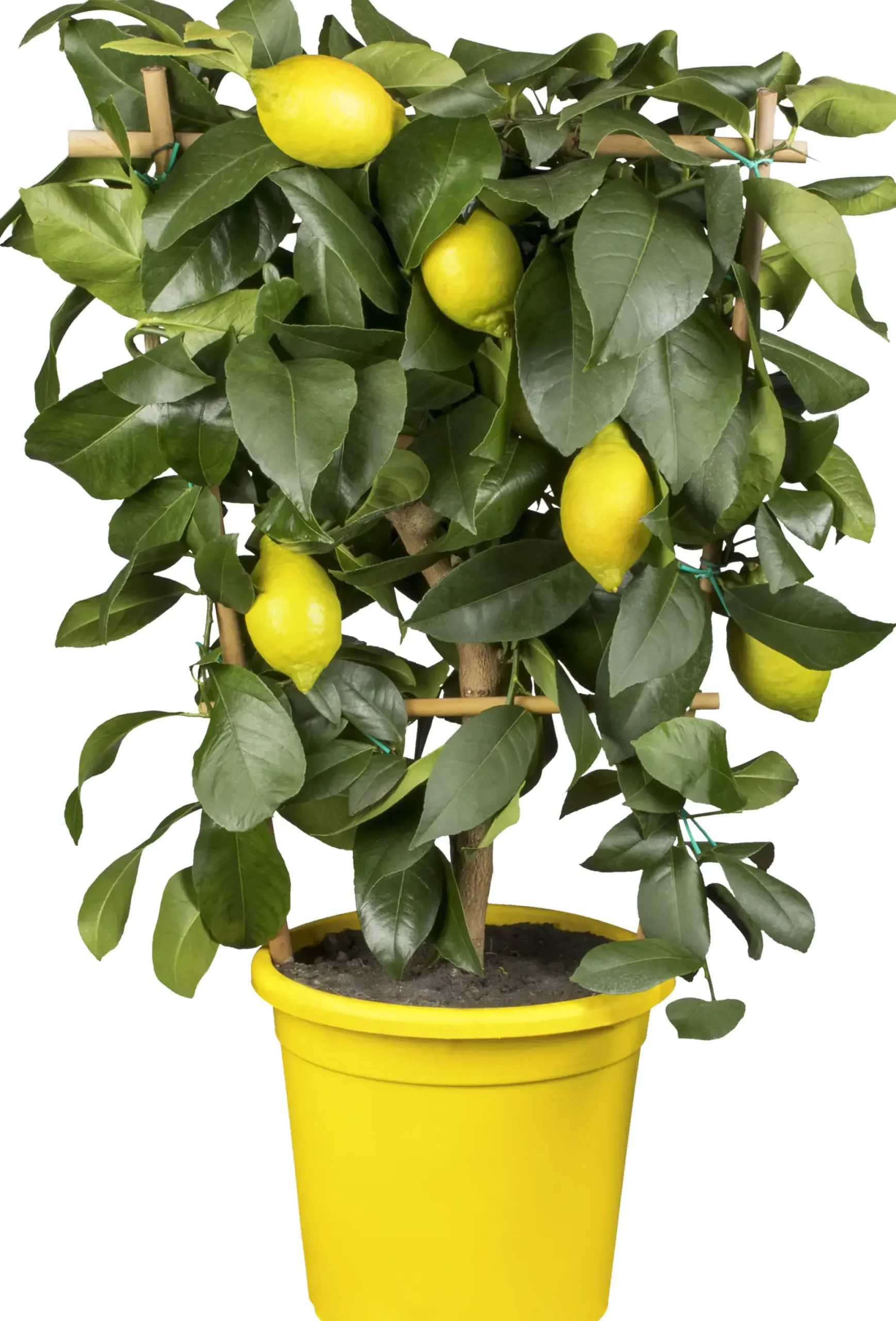 Citruspflanzen H ca 40 cm 15 cm Topf