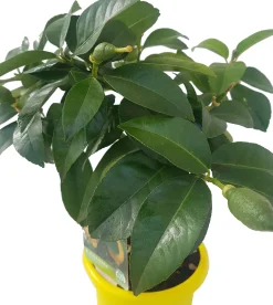 Citruspflanzen H ca 40 cm 15 cm Topf