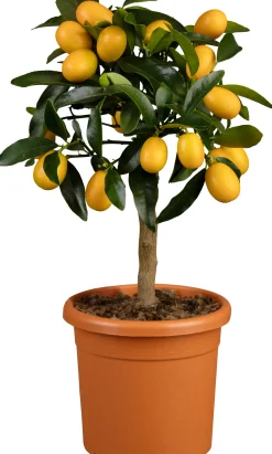 Citruspflanzen H ca 40 cm 15 cm Topf