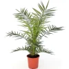 Dattelpalme Phoenix Canariensis H ca. 80-90 cm 20 cm Topf