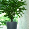 Deroma Pflanztopf Millennium Kunststoff 59 cm aschgrau mit Ablauflöchern