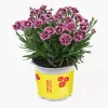 Dianthus Lucky Lips Nelke 10,5 cm