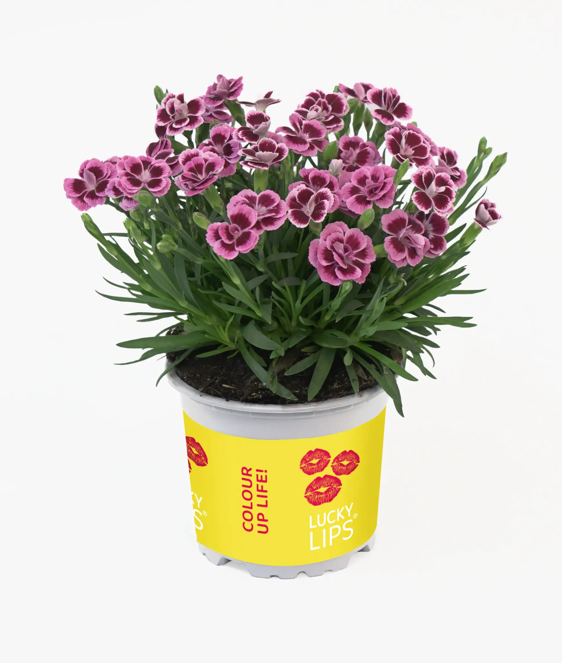 Dianthus Lucky Lips Nelke 10,5 cm