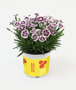Dianthus Lucky Lips Nelke 10,5 cm