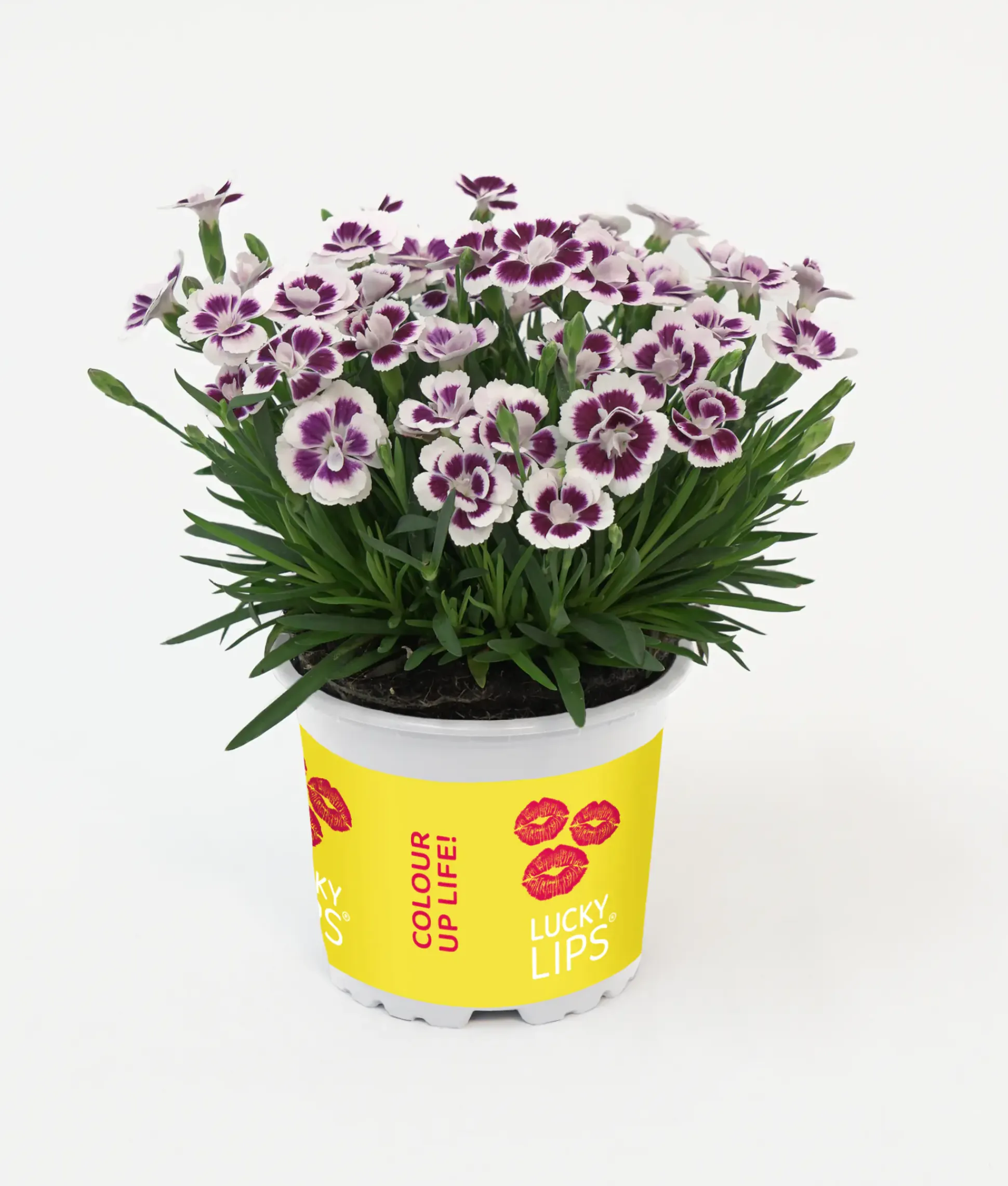 Dianthus Lucky Lips Nelke 10,5 cm