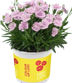 Dianthus Lucky Lips Nelke 10,5 cm