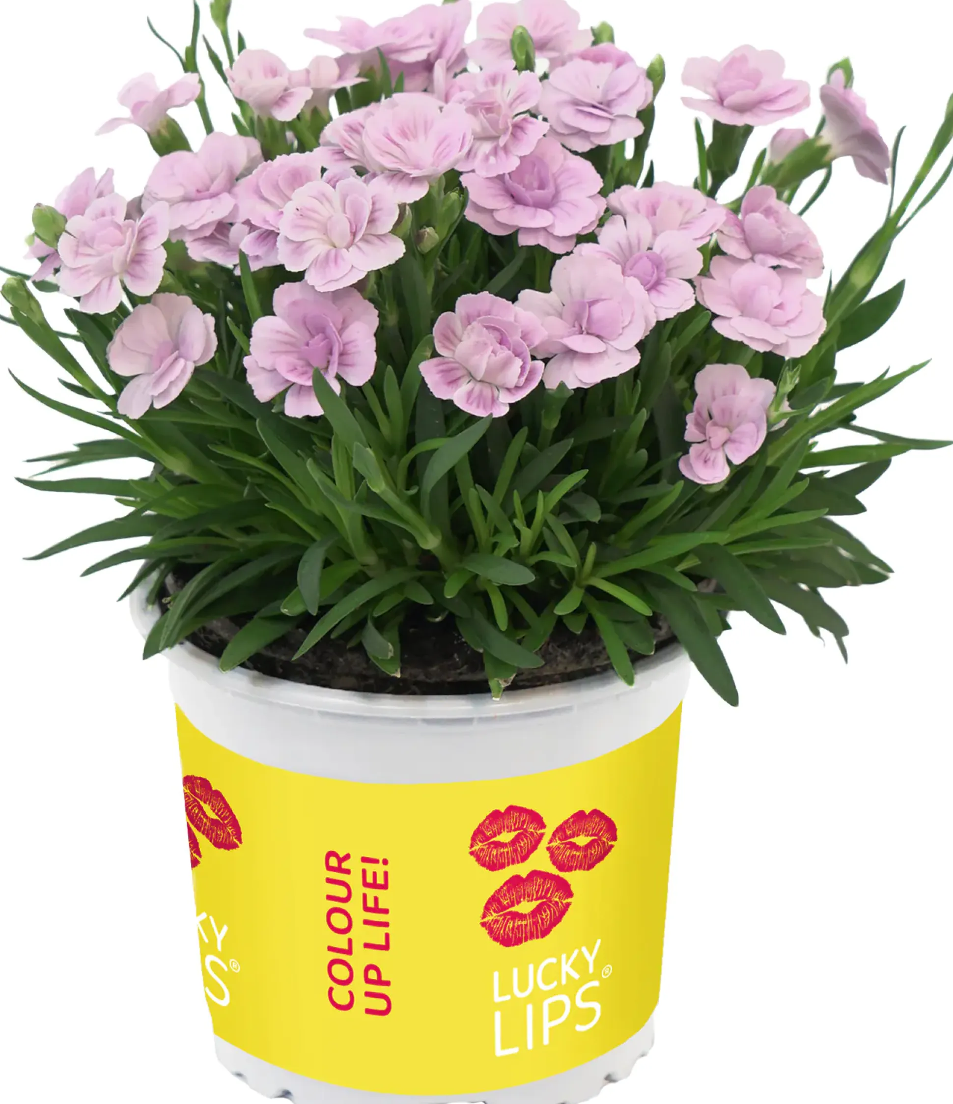 Dianthus Lucky Lips Nelke 10,5 cm