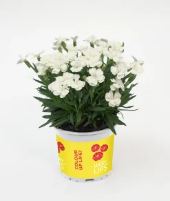 Dianthus Lucky Lips Nelke 10,5 cm