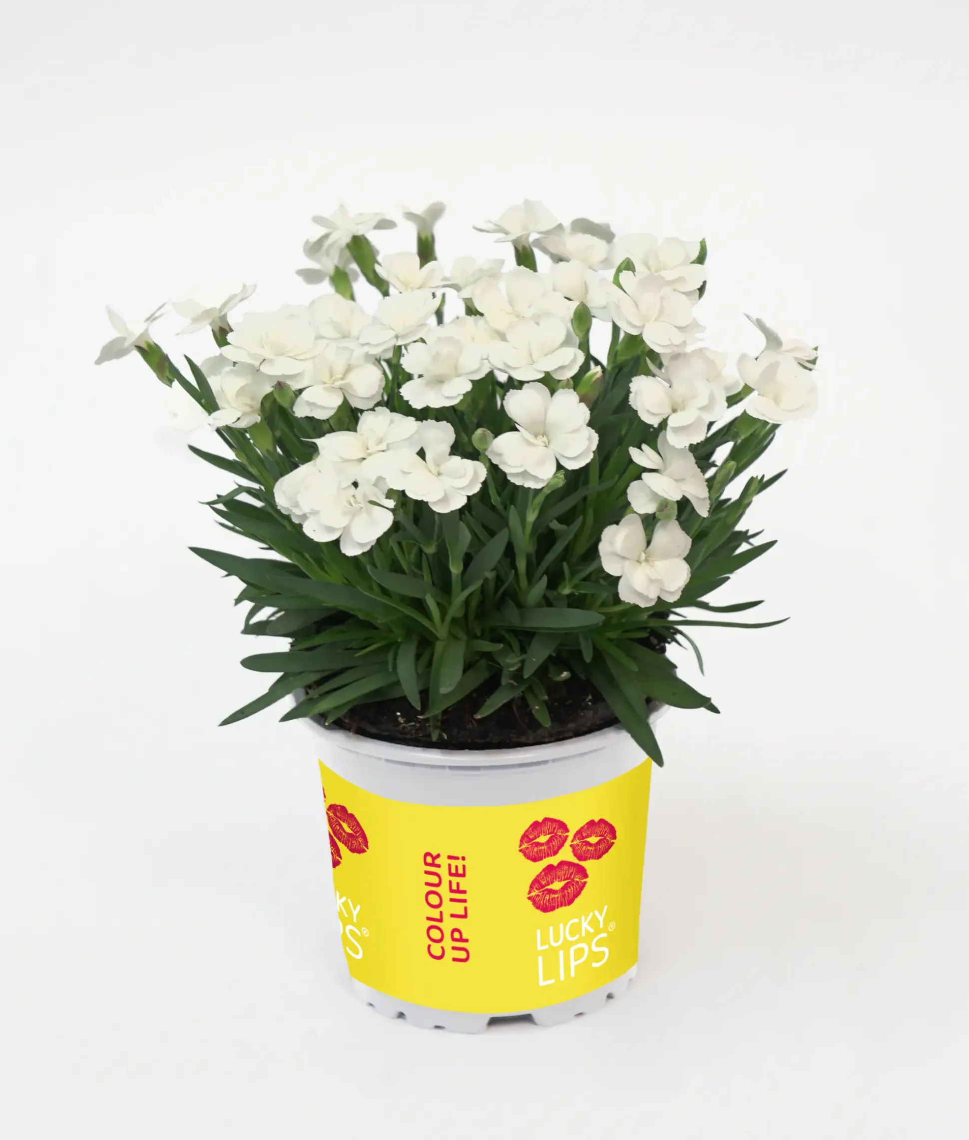 Dianthus Lucky Lips Nelke 10,5 cm