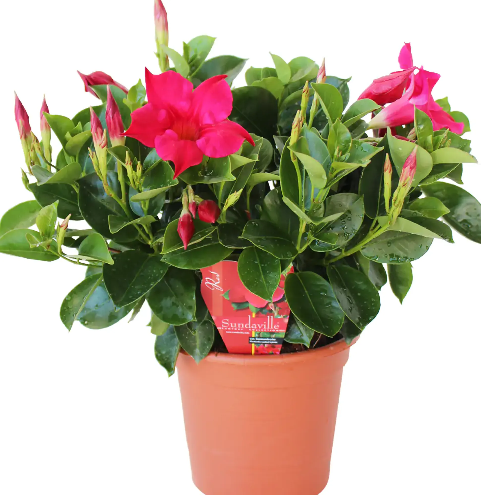 Dipladenie 14 cm Topf