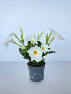 Dipladenie Mandevilla 10,5 cm Topf
