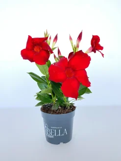 Dipladenie Mandevilla 10,5 cm Topf
