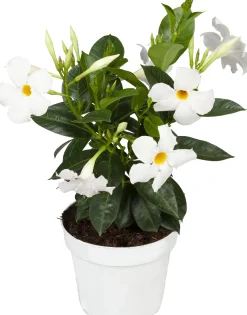 Dipladenie Mandevilla 10,5 cm Topf