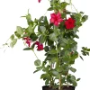 Dipladenie sundaville Pyramide H ca 60 cm 17 cm Topf