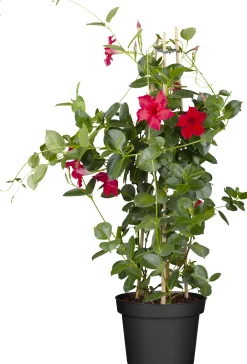 Dipladenie sundaville Pyramide H ca 60 cm 17 cm Topf