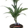 Drachenbaum Dracaena deremensis Warneckeii H 30/10 cm, 17 cm Topf
