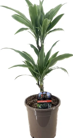 Drachenbaum Dracaena deremensis Warneckeii H 30/10 cm, 17 cm Topf