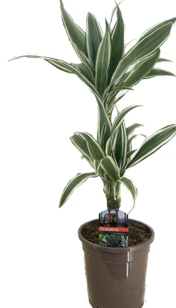 Drachenbaum Dracaena deremensis White Stripe H 30/10 cm, 17 cm Topf